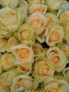 Soft yellow roses for summer wedding